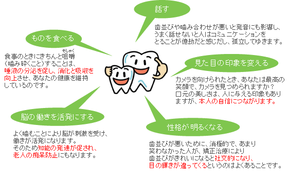 歯並び・噛み合わせの大切さ
